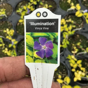 Vinca Vine 'Illumination' Live Plant – 4.5 inch Nursery Pot – Outdoor Groundcover - Image 7