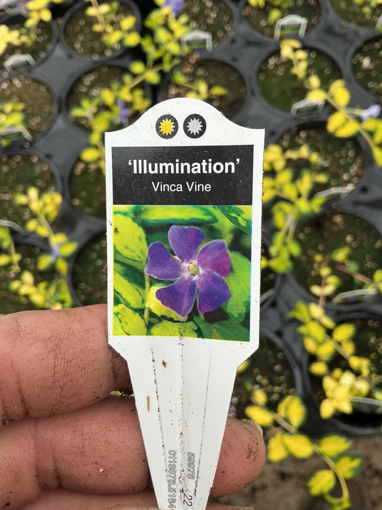 Vinca Vine 'Illumination' Live Plant – 4.5 inch Nursery Pot – Outdoor Groundcover - Image 7