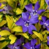 Vinca Vine 'Illumination' Live Plant – 4.5 inch Nursery Pot – Outdoor Groundcover - Image 1
