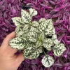 White Polka Dot Plant Live - Hypoestes phyllostachya - 4.5 inch Pot - Indoor - Image 1