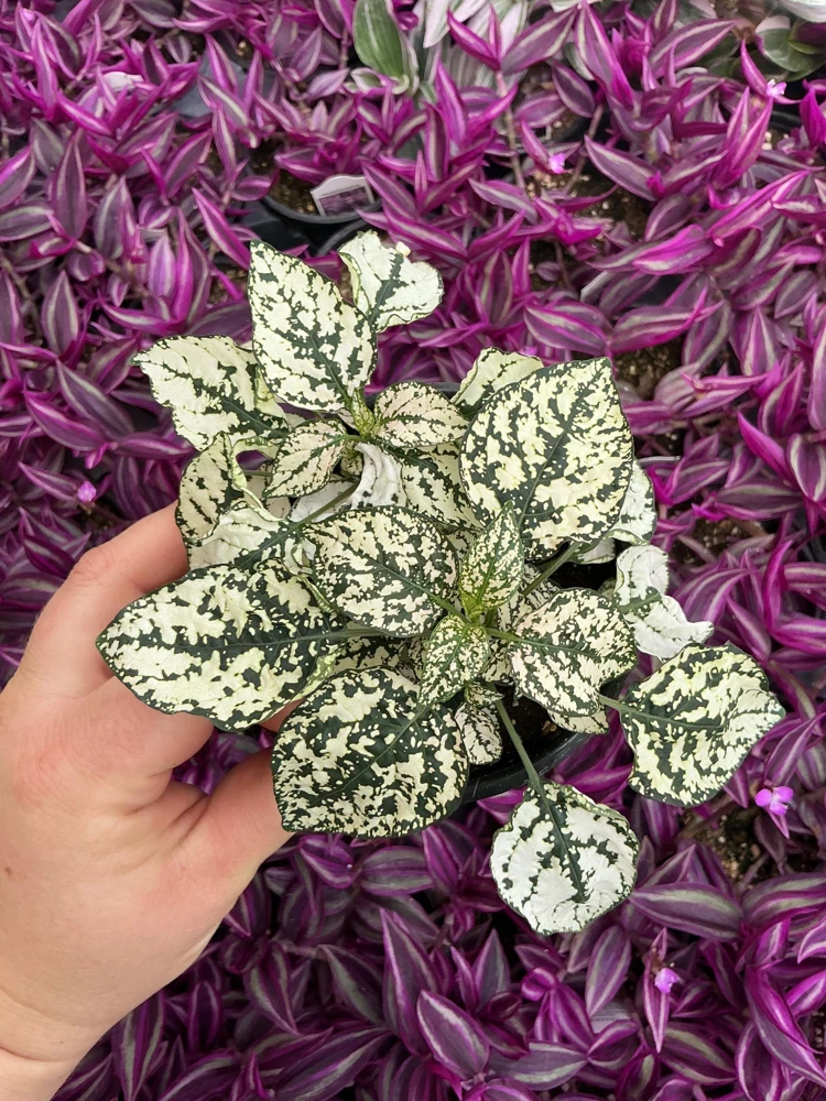 White Polka Dot Plant Live - Hypoestes phyllostachya - 4.5 inch Pot - Indoor - Image 1