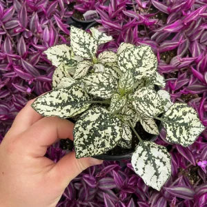 White Polka Dot Plant Live - Hypoestes phyllostachya - 4.5 inch Pot - Indoor - Image 2