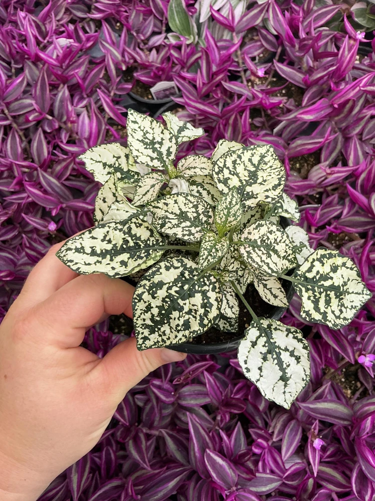 White Polka Dot Plant Live - Hypoestes phyllostachya - 4.5 inch Pot - Indoor - Image 2