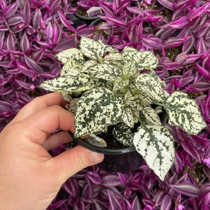 White Polka Dot Plant Live - Hypoestes phyllostachya - 4.5 inch Pot - Indoor - Image 3