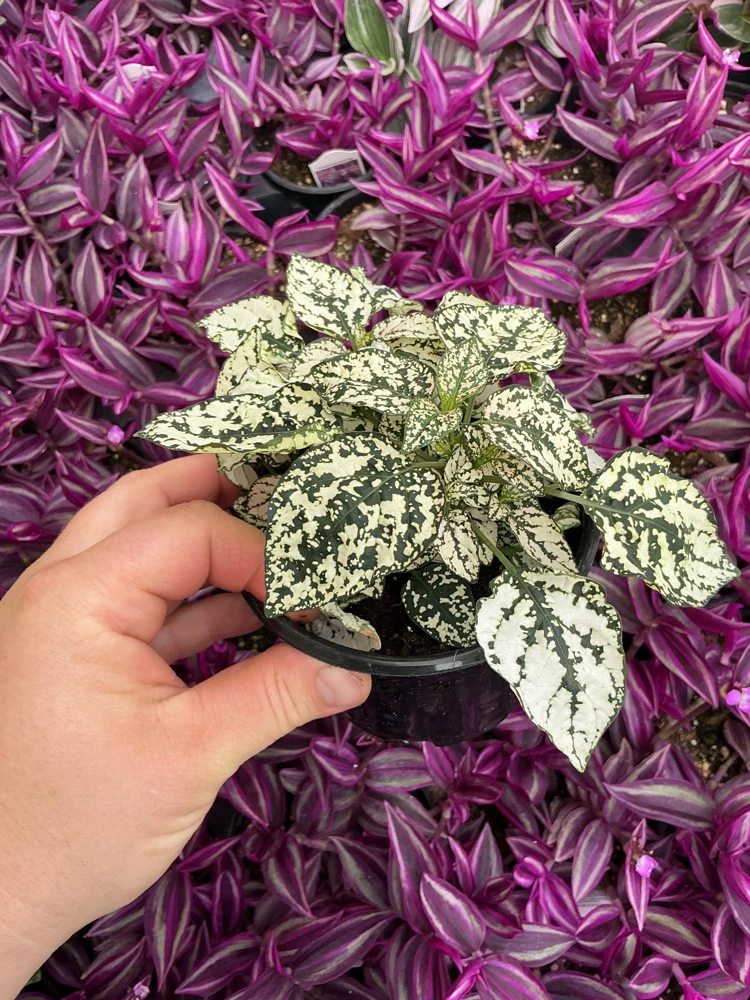 White Polka Dot Plant Live - Hypoestes phyllostachya - 4.5 inch Pot - Indoor - Image 3