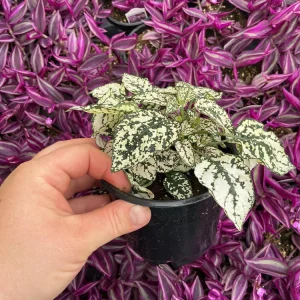 White Polka Dot Plant Live - Hypoestes phyllostachya - 4.5 inch Pot - Indoor - Image 4