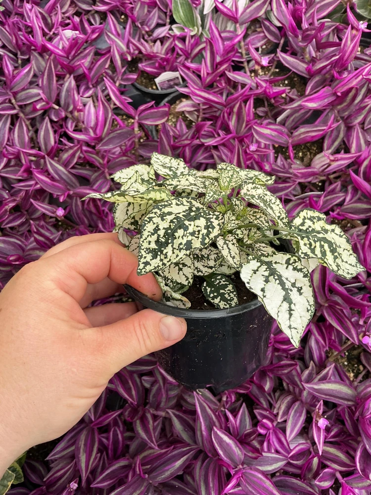 White Polka Dot Plant Live - Hypoestes phyllostachya - 4.5 inch Pot - Indoor - Image 4