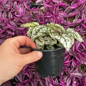 White Polka Dot Plant Live - Hypoestes phyllostachya - 4.5 inch Pot - Indoor - Image 5