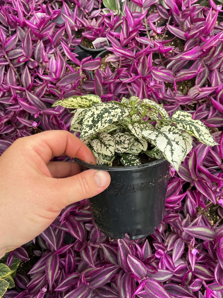 White Polka Dot Plant Live - Hypoestes phyllostachya - 4.5 inch Pot - Indoor - Image 5
