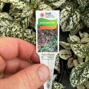 White Polka Dot Plant Live - Hypoestes phyllostachya - 4.5 inch Pot - Indoor - Image 6