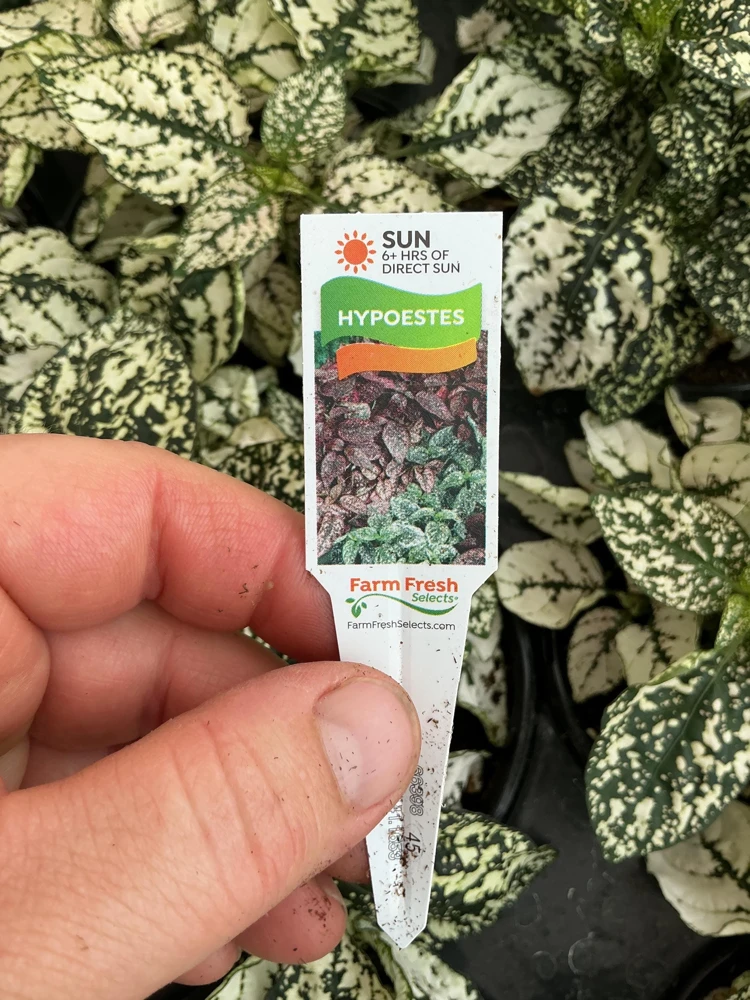 White Polka Dot Plant Live - Hypoestes phyllostachya - 4.5 inch Pot - Indoor - Image 6