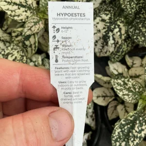 White Polka Dot Plant Live - Hypoestes phyllostachya - 4.5 inch Pot - Indoor - Image 7