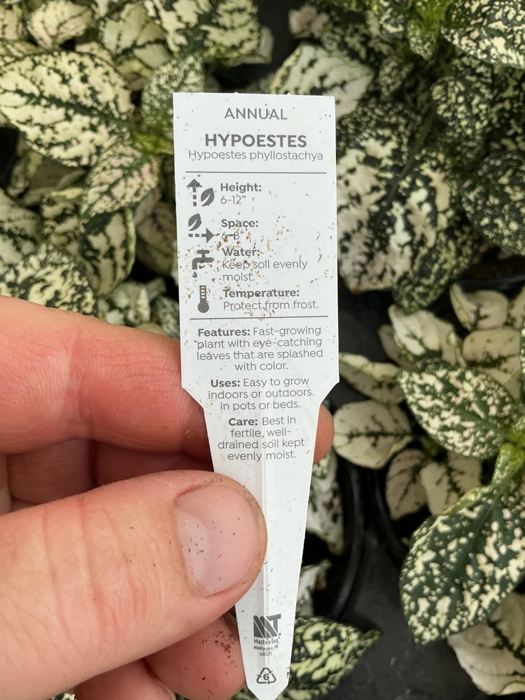 White Polka Dot Plant Live - Hypoestes phyllostachya - 4.5 inch Pot - Indoor - Image 7