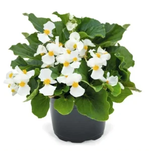 Whopper White Begonia Live Plant – 4.5 inch Nursery Pot – Indoor/Outdoor - Image 2