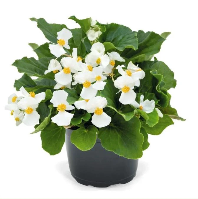 Whopper White Begonia Live Plant – 4.5 inch Nursery Pot – Indoor/Outdoor - Image 2