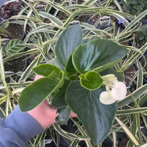 Whopper White Begonia Live Plant – 4.5 inch Nursery Pot – Indoor/Outdoor - Image 3