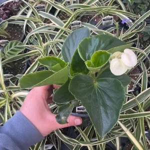 Whopper White Begonia Live Plant – 4.5 inch Nursery Pot – Indoor/Outdoor - Image 4