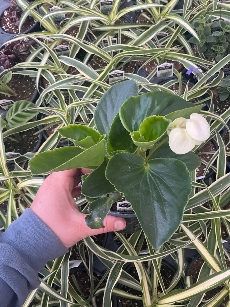 Whopper White Begonia Live Plant – 4.5 inch Nursery Pot – Indoor/Outdoor - Image 4