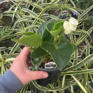 Whopper White Begonia Live Plant – 4.5 inch Nursery Pot – Indoor/Outdoor - Image 5