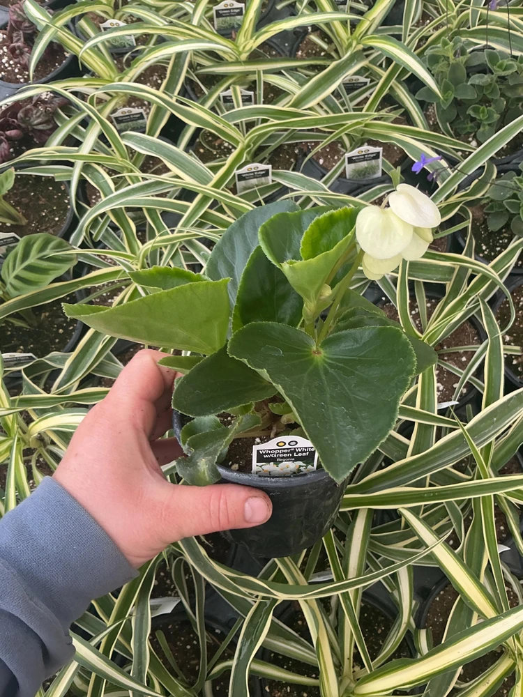 Whopper White Begonia Live Plant – 4.5 inch Nursery Pot – Indoor/Outdoor - Image 5
