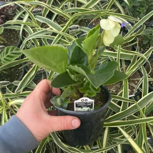 Whopper White Begonia Live Plant – 4.5 inch Nursery Pot – Indoor/Outdoor - Image 6