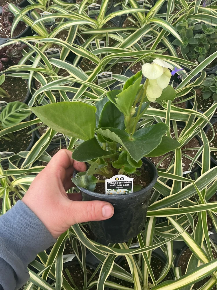 Whopper White Begonia Live Plant – 4.5 inch Nursery Pot – Indoor/Outdoor - Image 6