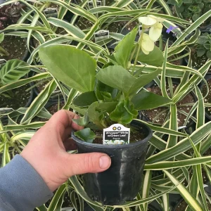Whopper White Begonia Live Plant – 4.5 inch Nursery Pot – Indoor/Outdoor - Image 7