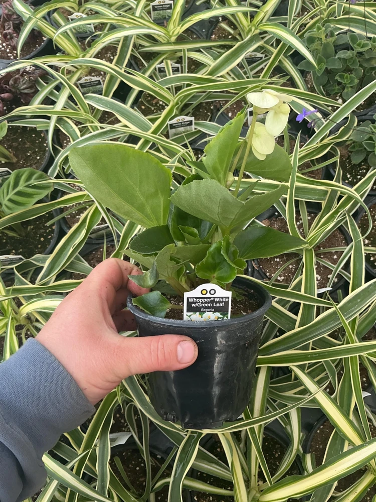 Whopper White Begonia Live Plant – 4.5 inch Nursery Pot – Indoor/Outdoor - Image 7
