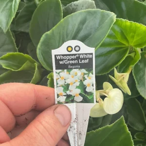Whopper White Begonia Live Plant – 4.5 inch Nursery Pot – Indoor/Outdoor - Image 8