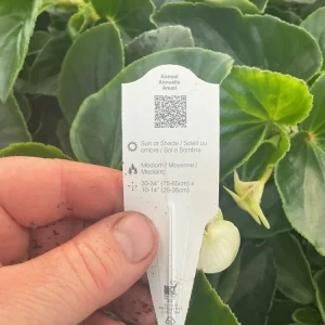 Whopper White Begonia Live Plant – 4.5 inch Nursery Pot – Indoor/Outdoor - Image 9