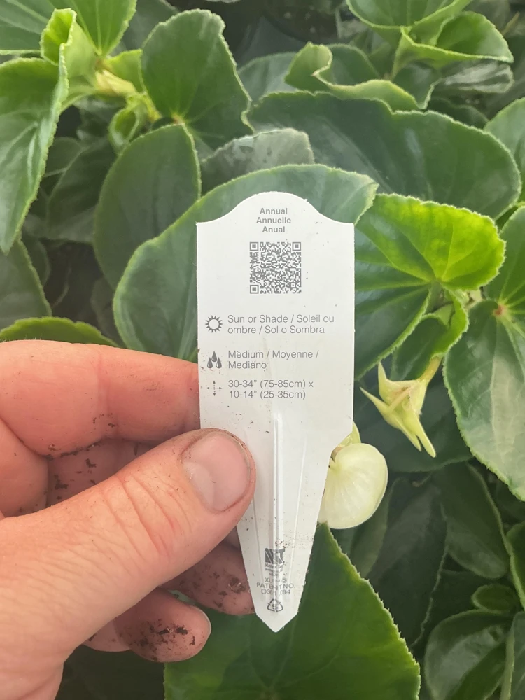 Whopper White Begonia Live Plant – 4.5 inch Nursery Pot – Indoor/Outdoor - Image 9