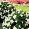 Whopper White Begonia Live Plant – 4.5 inch Nursery Pot – Indoor/Outdoor - Image 1