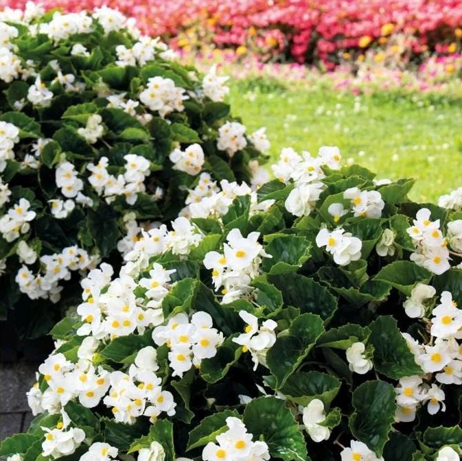Whopper White Begonia Live Plant – 4.5 inch Nursery Pot – Indoor/Outdoor - Image 1