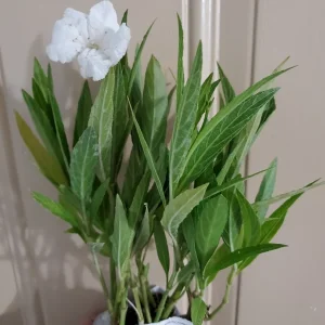 10 White Mexican Petunia Live Plants, Ruellia, 5-7