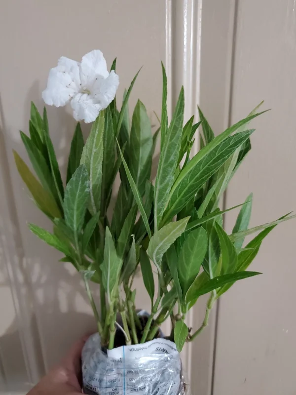 10 White Mexican Petunia Live Plants, Ruellia, 5-7" Tall Plug Size, Perennial - Image 2