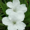 10 White Mexican Petunia Live Plants, Ruellia, 5-7" Tall Plug Size, Perennial - Image 1