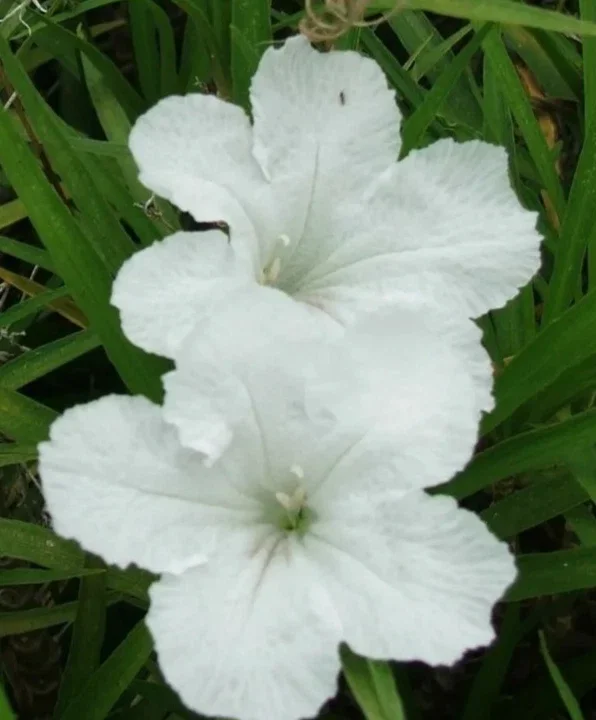 10 White Mexican Petunia Live Plants, Ruellia, 5-7" Tall Plug Size, Perennial - Image 1