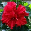 2 Double Red Hibiscus Live Plants - 7-10 Inches Tall - Tropical Flowering Shrub - Image 1