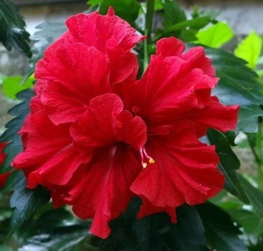 2 Double Red Hibiscus Live Plants - 7-10 Inches Tall - Tropical Flowering Shrub - Image 1