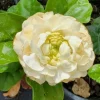 2 Grand Duke of Tuscany Jasmine Live Starter Plants – Fragrant, 3-5 inches tall - Image 1