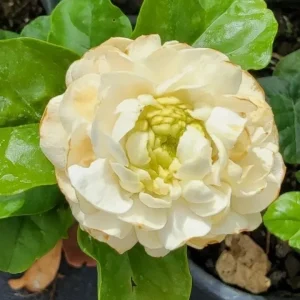 2 Grand Duke of Tuscany Jasmine Live Starter Plants – Fragrant, 3-5 inches tall - Image 1
