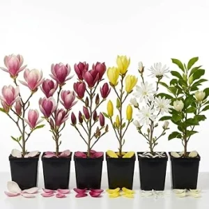 2 Live Magnolia Trees – Mixed Varieties, 6-12" Tall, 2.5" Pot, Outdoor Shrub/Tree - Image 1