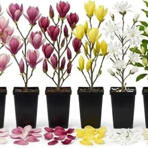 2 Live Magnolia Trees - Random Varieties, 6-12 Inch Tall, 2.5