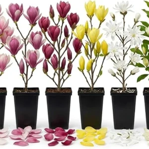 2 Live Magnolia Trees - Random Varieties, 6-12 Inch Tall, 2.5