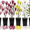 2 Live Magnolia Trees - Random Varieties, 6-12 Inch Tall, 2.5" Pot, Outdoor Flowering Shrubs - Image 1