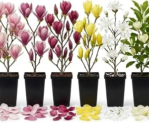 2 Live Magnolia Trees - Random Varieties, 6-12 Inch Tall, 2.5