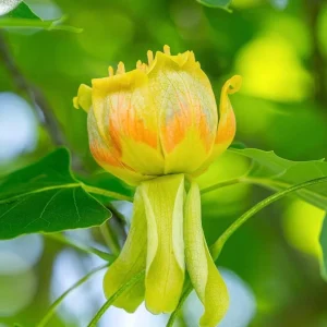 2 Pack Tulip Poplar Live Plant 8-12