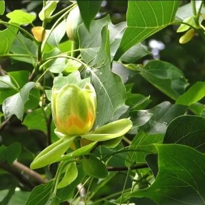 2 Pack Tulip Poplar Live Plant 8-12