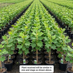 2 Pack Tulip Poplar Live Plant 8-12