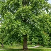 2 Pack Tulip Poplar Live Plant 8-12" Tall - Yellow Blooming Deciduous Tree in Quart Pot - Image 1